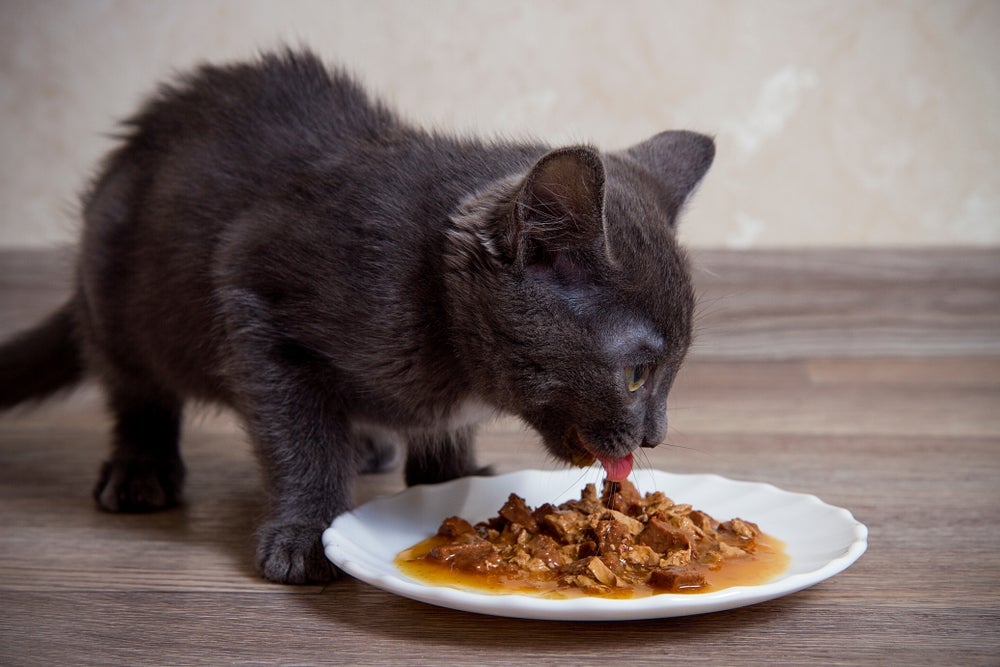 O sachê para gatos pode ser oferecido todos os dias para turbinar a hidratação do pet