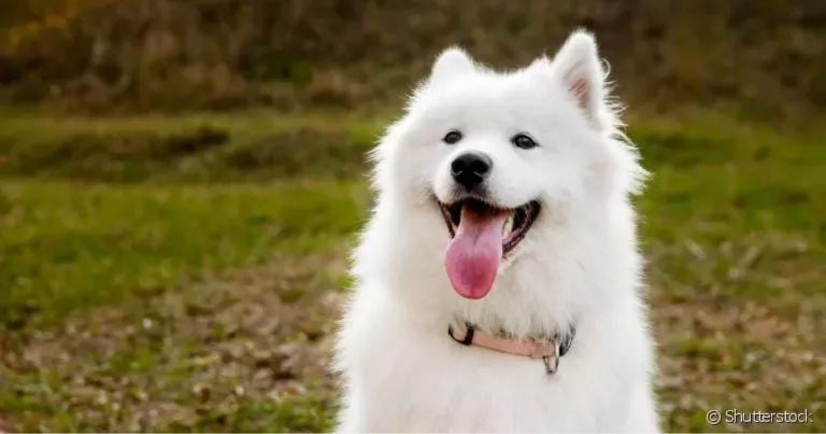  Cachorro Samoieda: saiba mais sobre essa raça amável e companheira! 