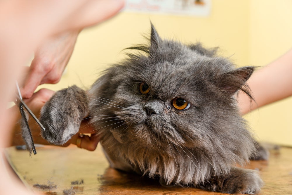 Tosa higiênica em gatos é feita em partes específicas do corpo