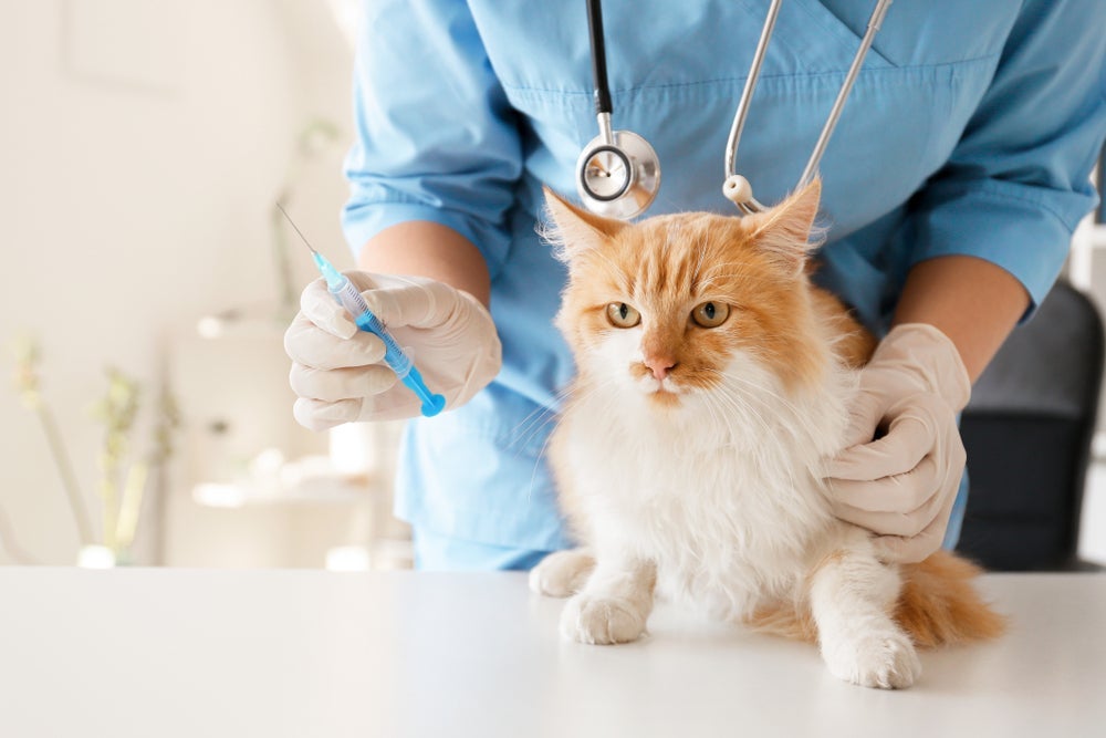 Tabela de vacinas para gatos: veja infográfico com o ciclo vacinal completo dos felinos!