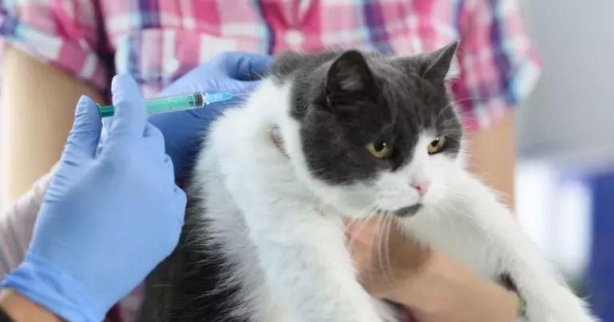 As vacinas para gatos são fundamentais para manter a saúde do animal. Veja como funciona a tabela de vacinação