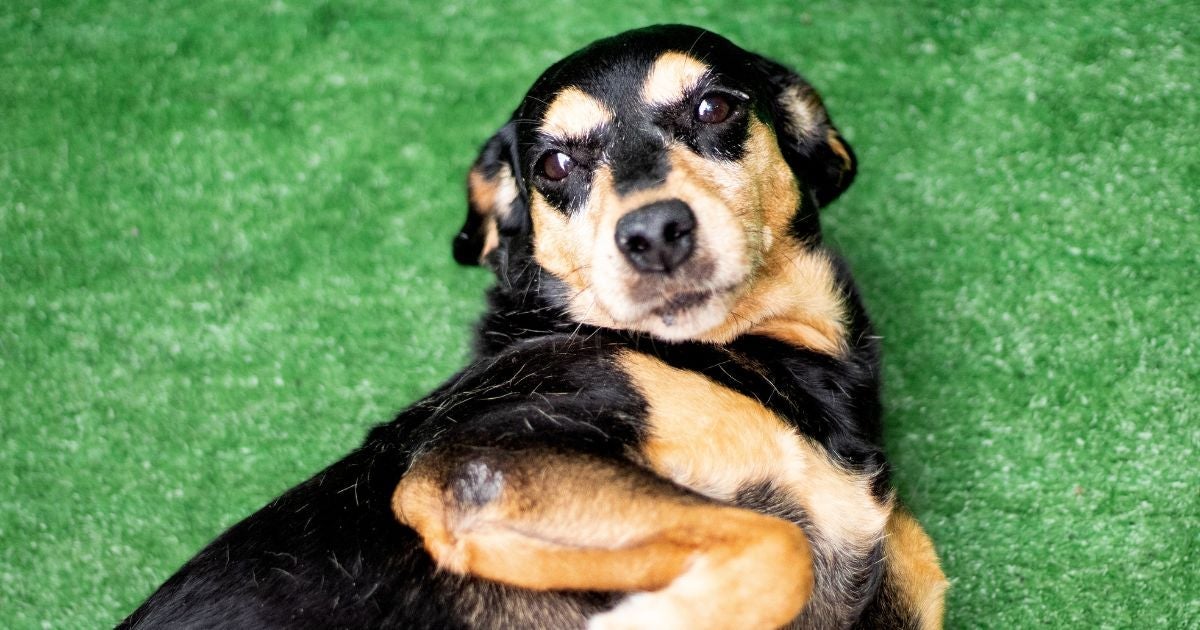 Adotar cachorro: veja em infográfico 15 coisas que um novo pet vai fazer pela sua saúde física e mental