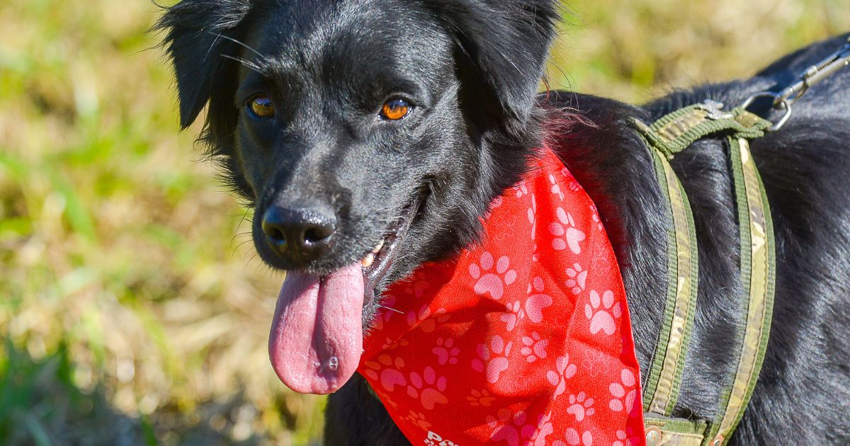 Você está pronto para adotar um cachorro? Veja o infográfico e confira se cumpre todos os requisitos!