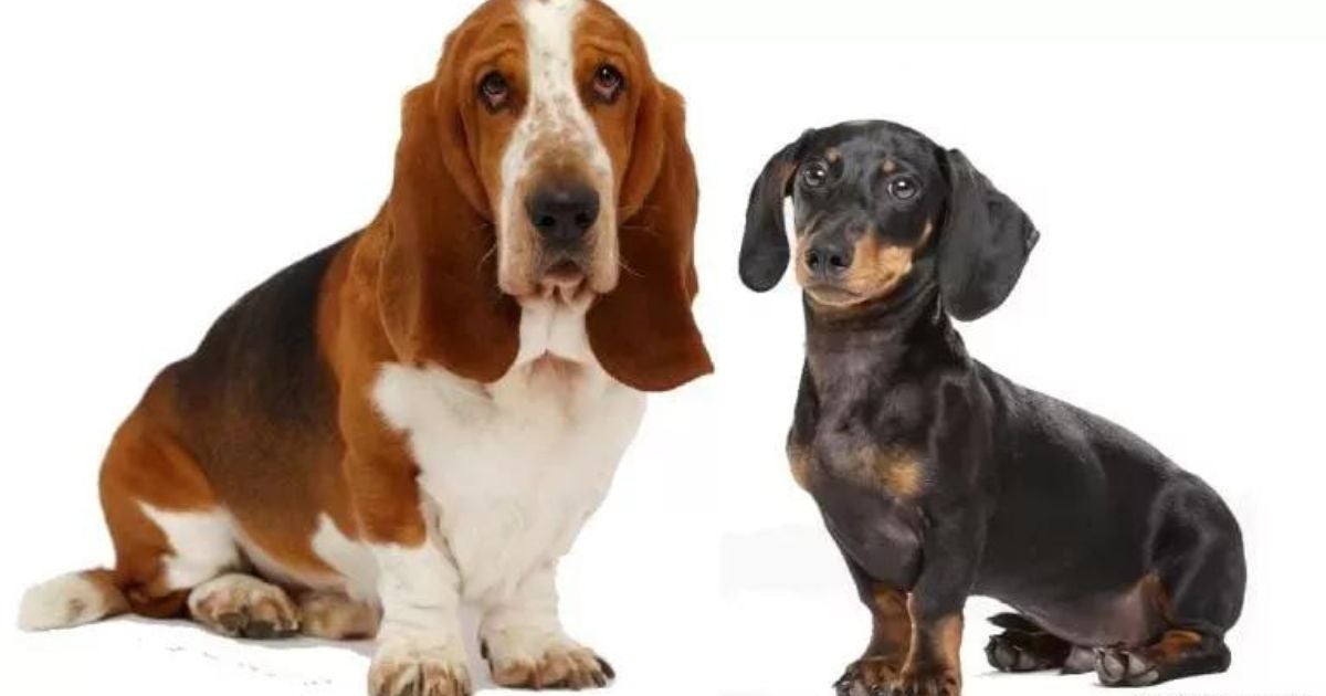 Basset Hound e Dachshund: conheça as diferenças entre as raças