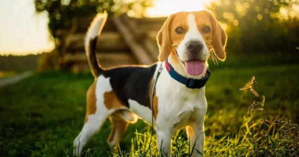 O Beagle é uma raça dócil, agitada e muito brincalhona