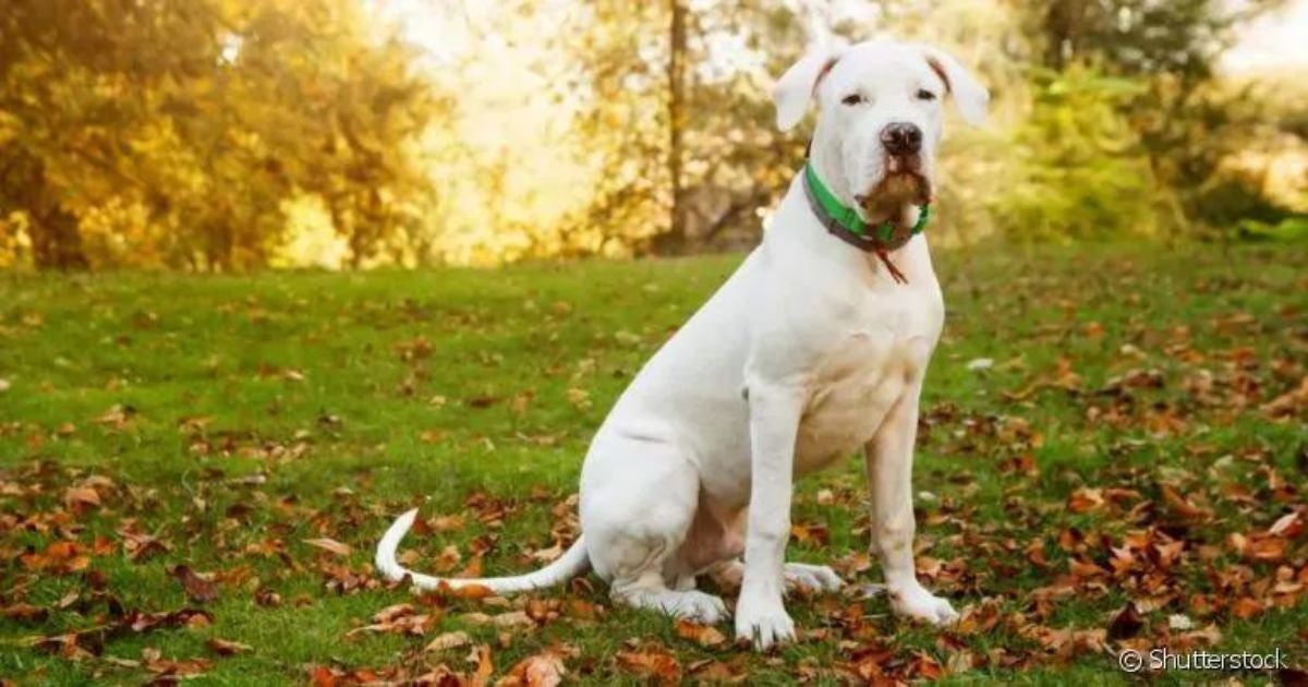 O Dogo Argentino tem cara de sério, mas é um cachorro argentino muito dócil e tranquilo