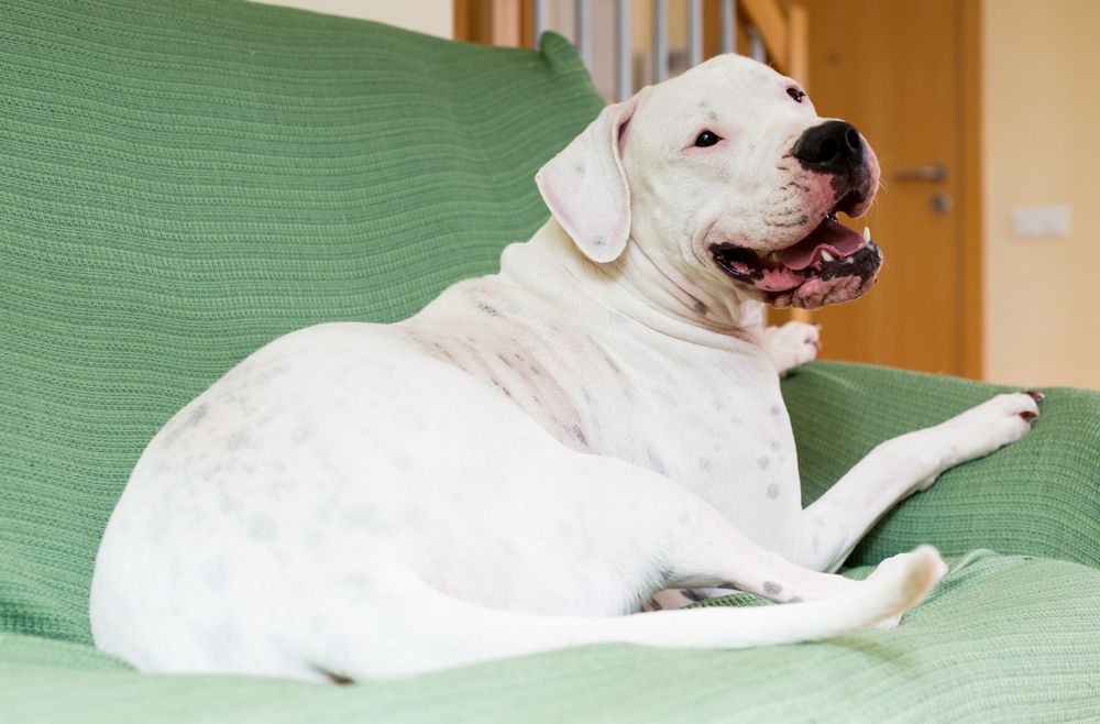 Dogo Argentino branco deitado em um sofá verde