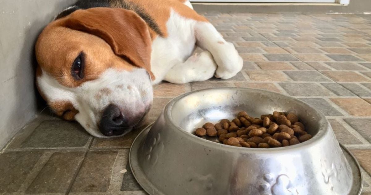 Cachorro com dor de barriga: o problema pode ser prevenido com hábitos simples