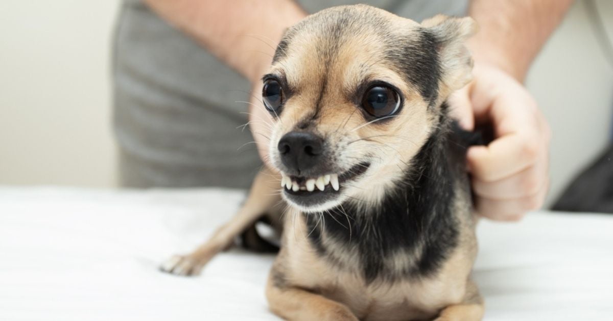 Um cachorro querendo morder fica com os dentes à mostra e rosna