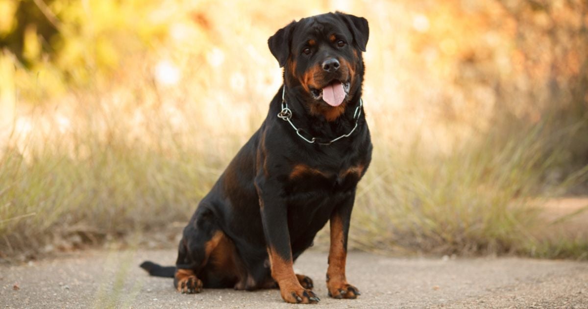 Não sabe o que significa quando o cachorro anda rebolando? Pode ser um sinal de displasia coxofemoral em cães!