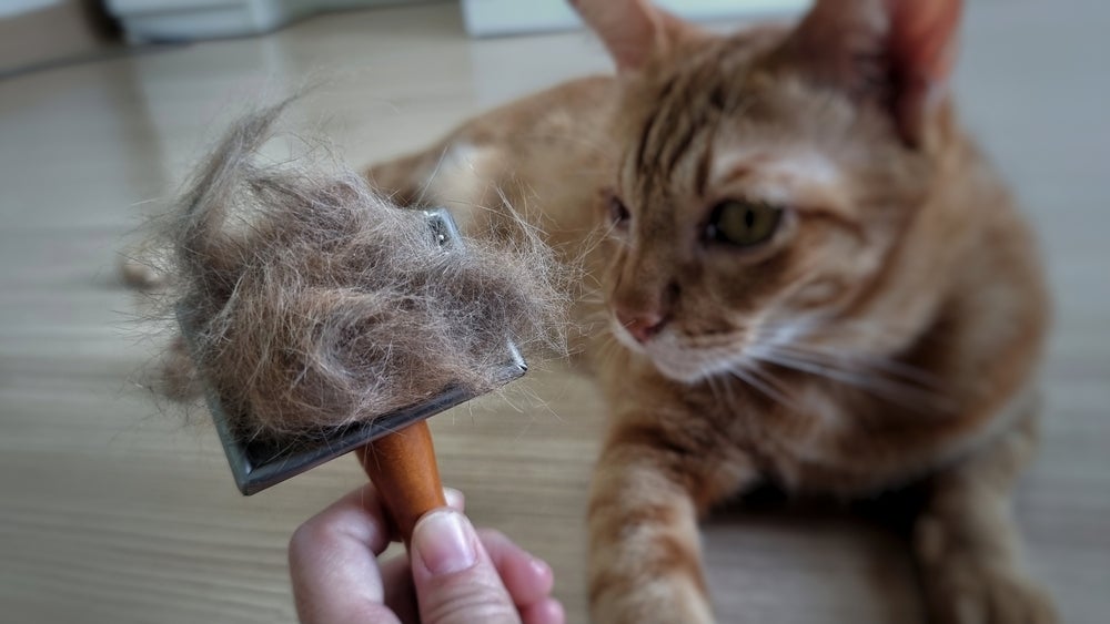 Gato soltando muito pelo? A escovação ajuda a minimizar a sujeira
