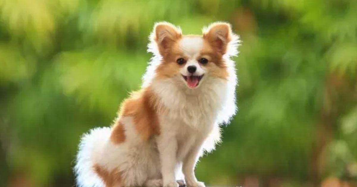 O Chihuahua de pelo longo possui a pelagem bem comprida e elegante