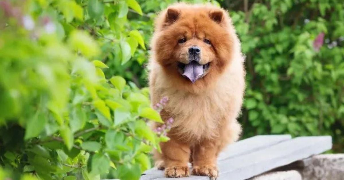 O Chow Chow é conhecido por seu pelo macio e sua juba, mas a personalidade também é marcante
