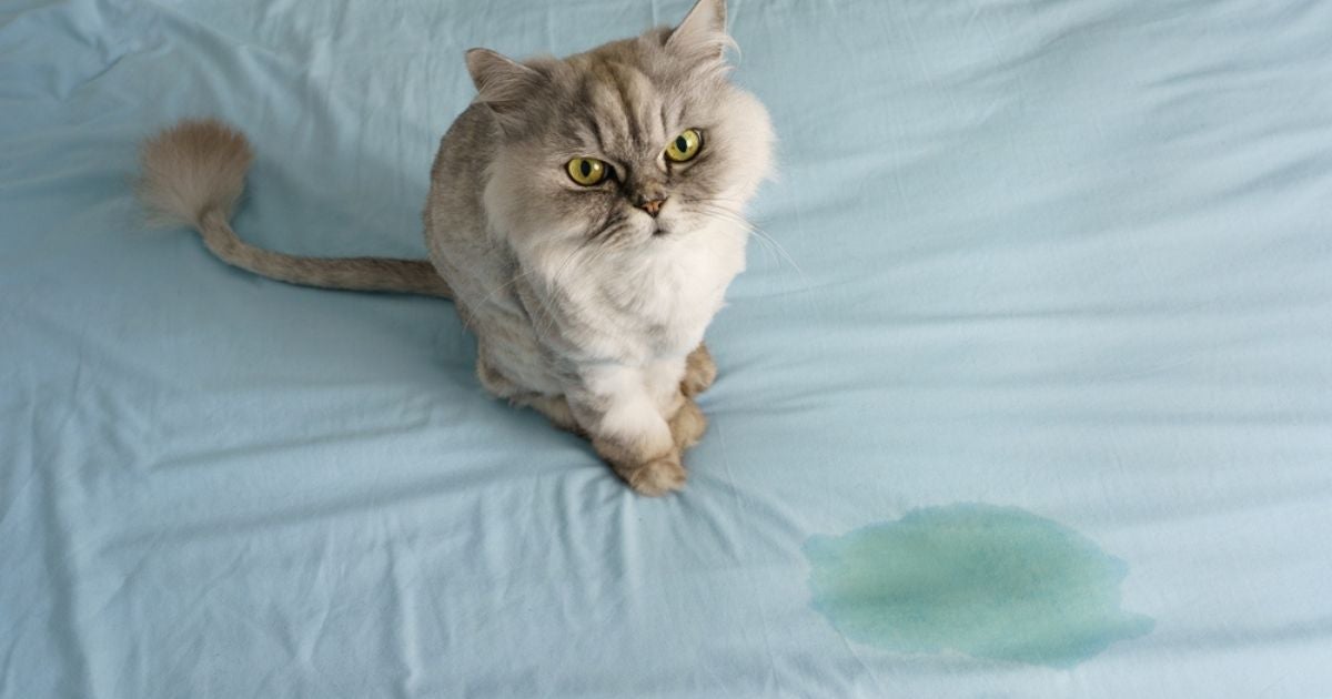 Para saber como fazer para o gato parar de urinar nas coisas, é importante investigar o motivo disso
