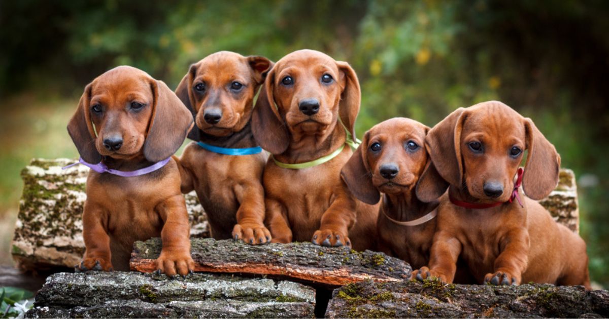 O cachorro Dachshund é um ótimo candidato para ser o seu melhor amigo