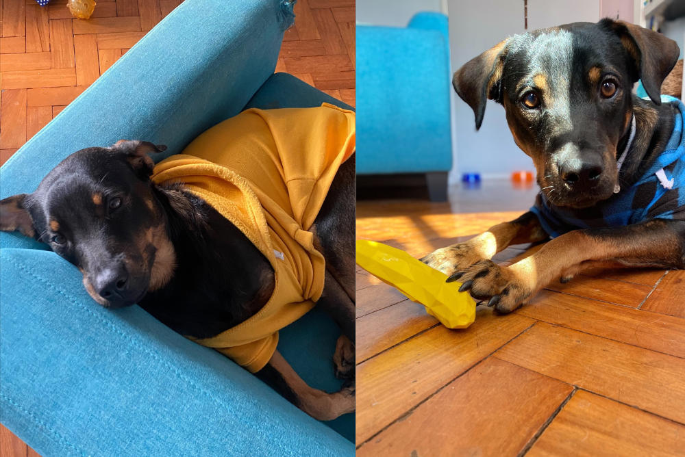 Nomes para cachorro: Salvador é um SRD muito estiloso e arteiro