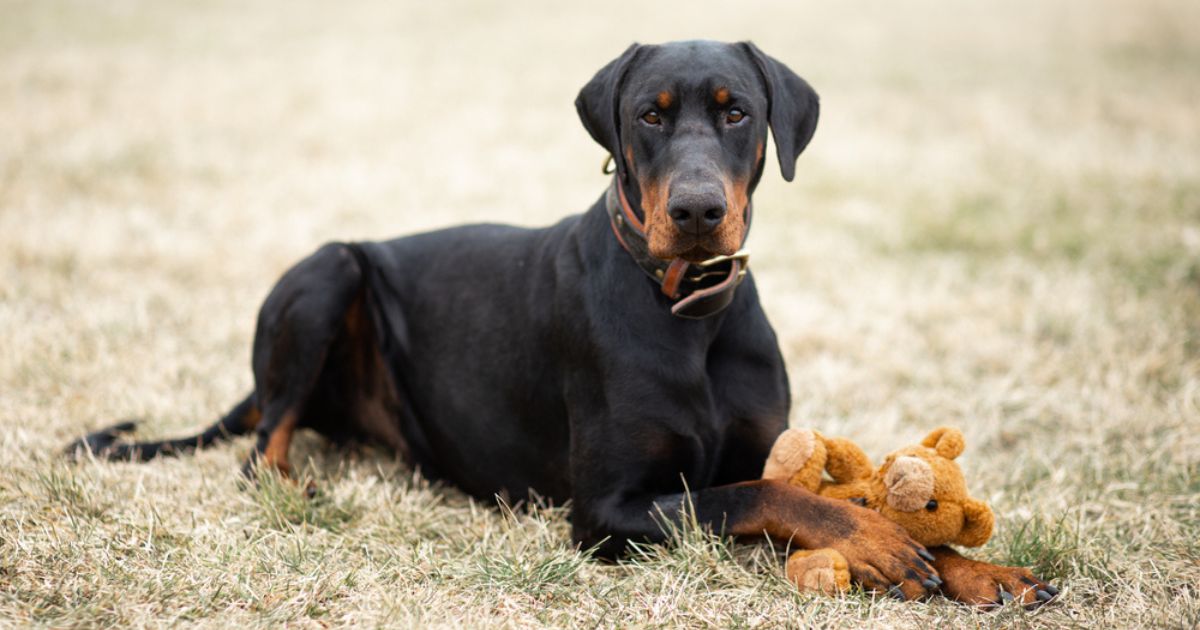 Doberman branco é muito difícil de achar, ao contrário do preto, que é a cor mais comum desses cachorros