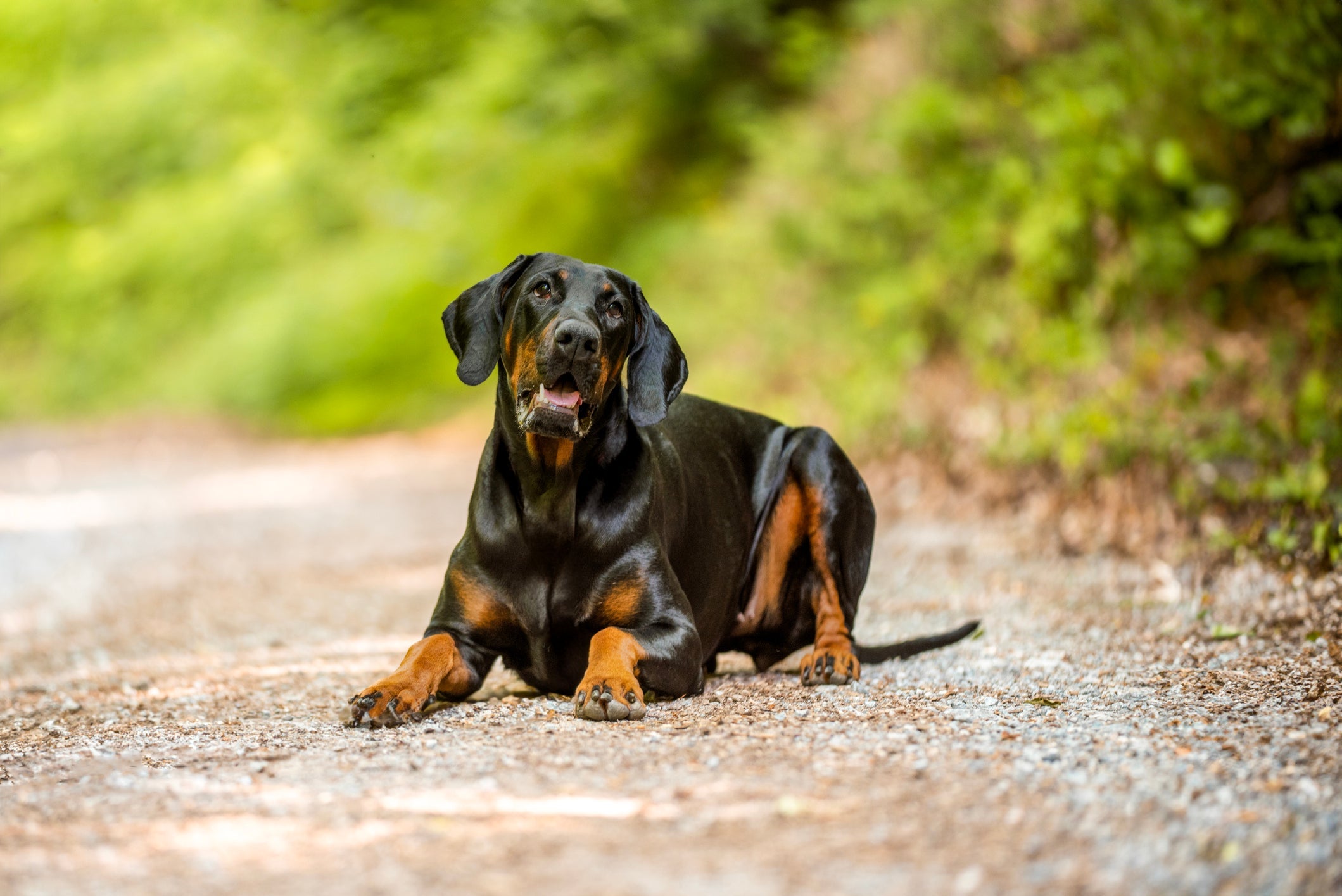É normal a orelha do Doberman ficar para cima? O Patas te responde!