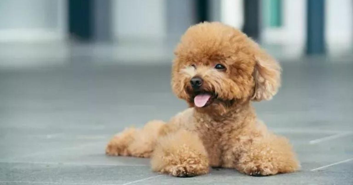O filhote de Poodle é uma das raças mais queridas e brincalhonas