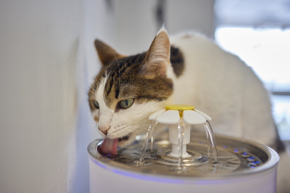 Fonte de água para gatos