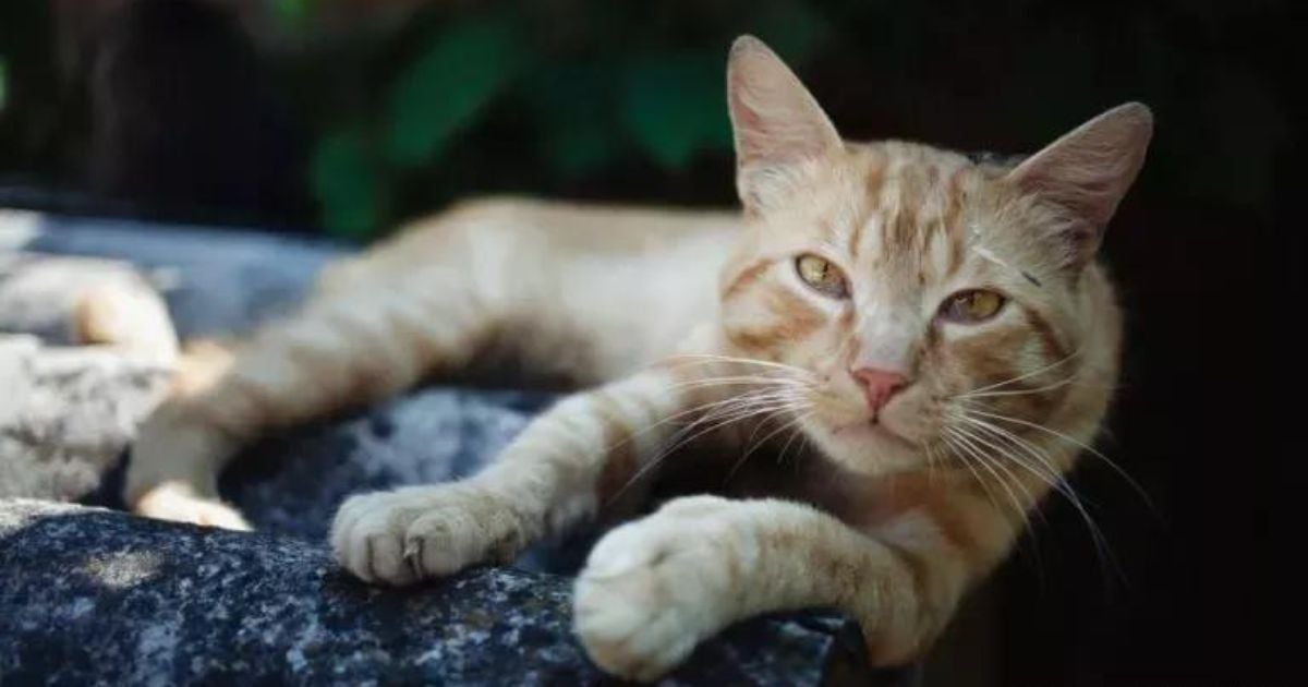 Gata no cio: o que fazer para acalmar? Veja algumas dicas e aprenda a identificar os sintomas de cio de gato 