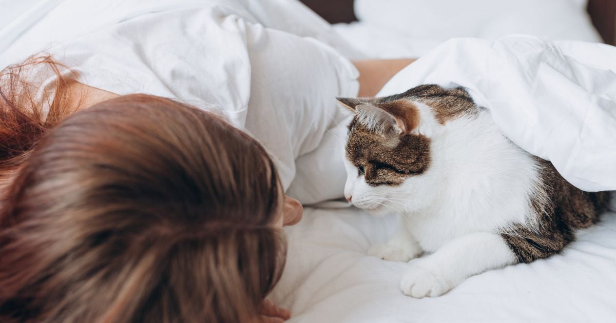 O gato acordando o dono de madrugada pode ter a ver com os instintos noturnos da espécie