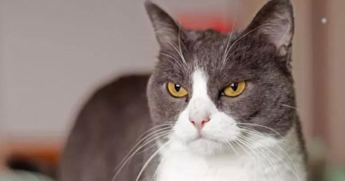 O gato com olho remelando pode ser apenas uma sujeirinha ou indicar um problema mais grave, como a conjuntivite