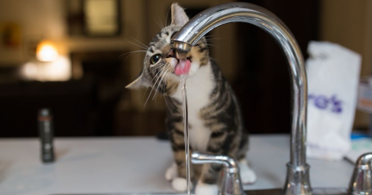 A torneira para gato beber água não é muito confiável