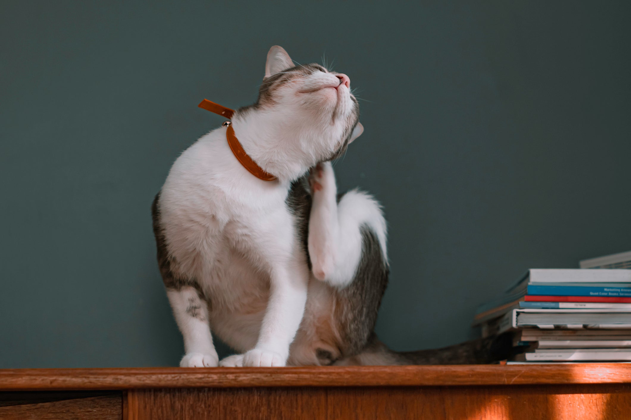 Coceira intensa nas orelhas pode ser sinal de sarna de ouvido ou otite felina