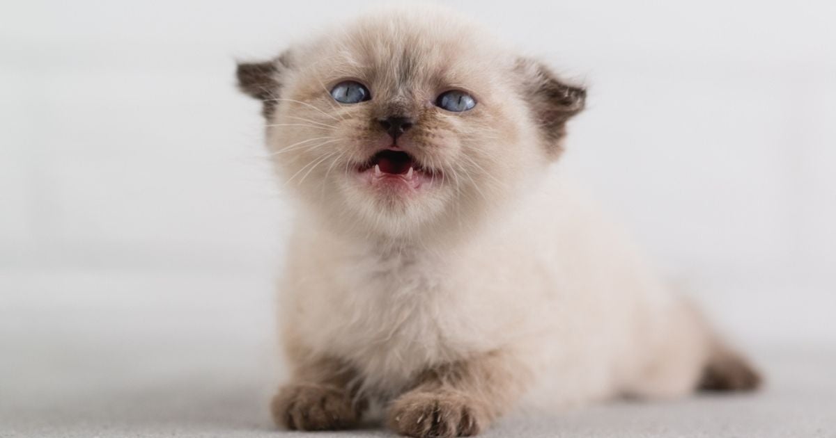 O gato tem dente de leite na infância, que é substituído por dentes permanentes ainda no primeiro ano de vida