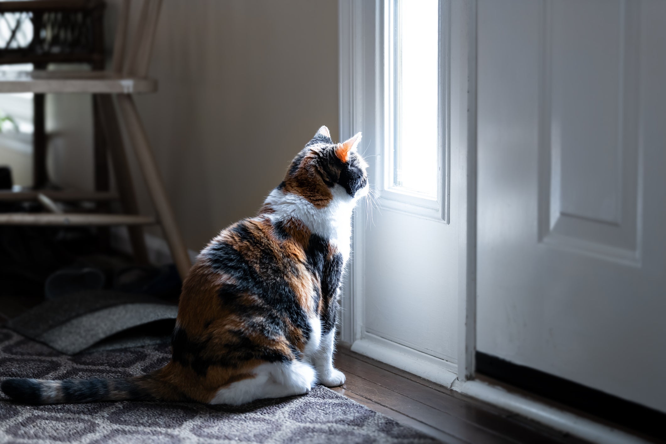  Gatos tristes: Sintomas como olhar através da janela e o isolamento são comuns
