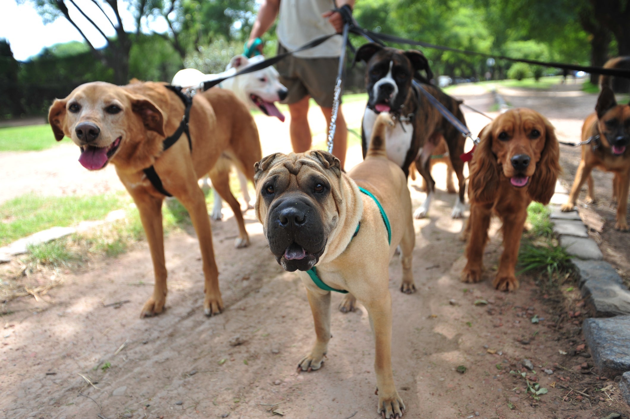 Passeador de cães: preço varia entre 300 e 500 reais