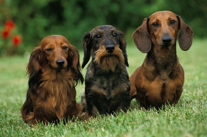  Você sabe como pegar cachorro salsicha no colo sem machucar? Confira as dicas!
