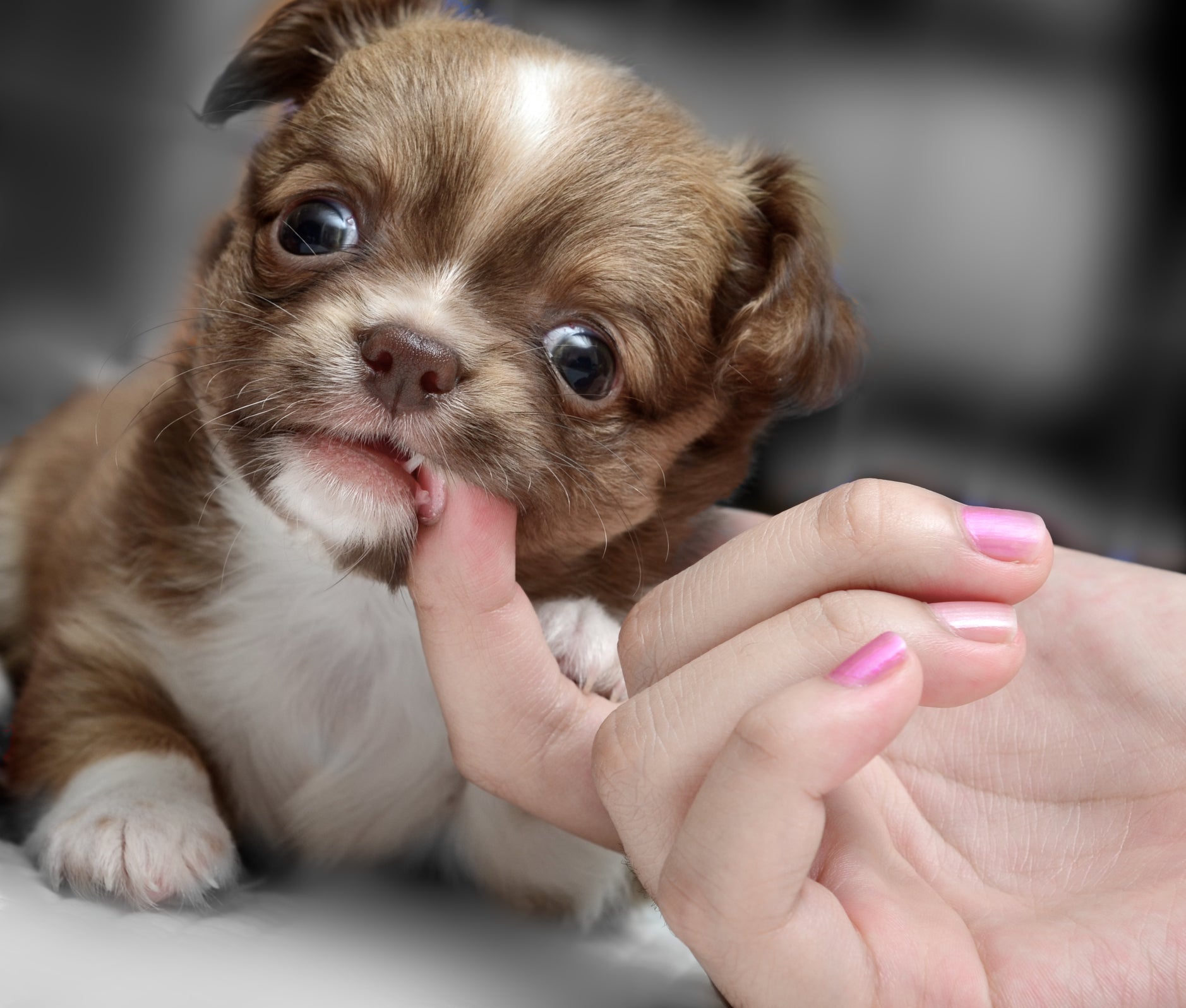 O filhote de cachorro tem dentes de leite! 