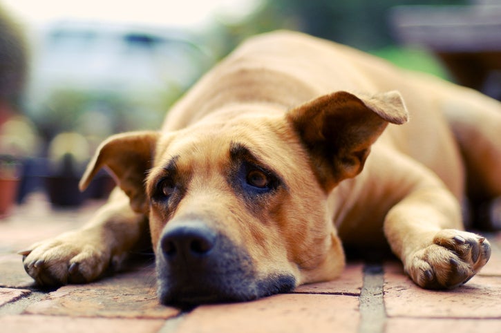Doença do carrapato: a melhor forma de prevenção é evitar o contato do cachorro com os parasitas
