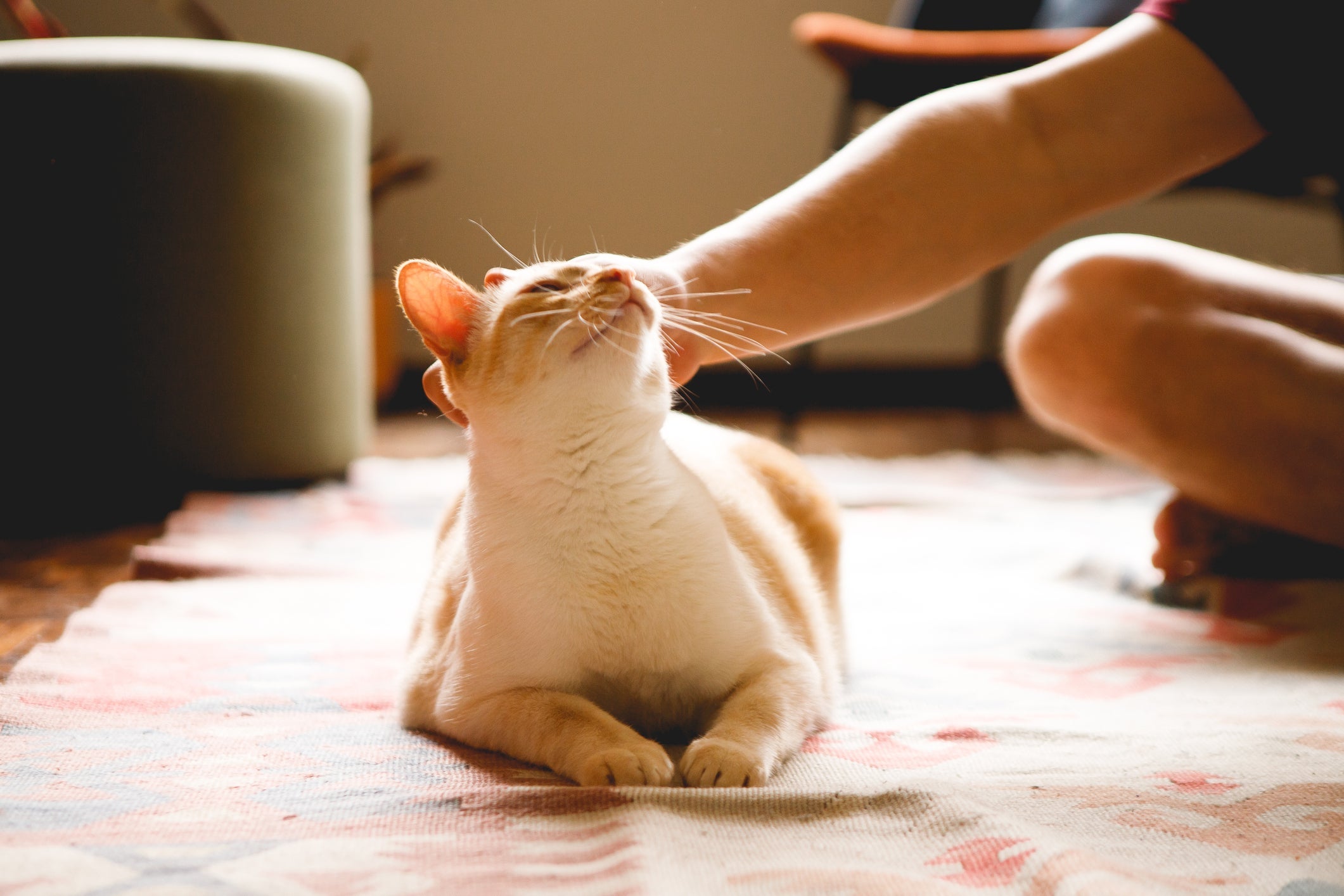 Por que eu amo tanto o meu gato? Saiba como expressar esse amor