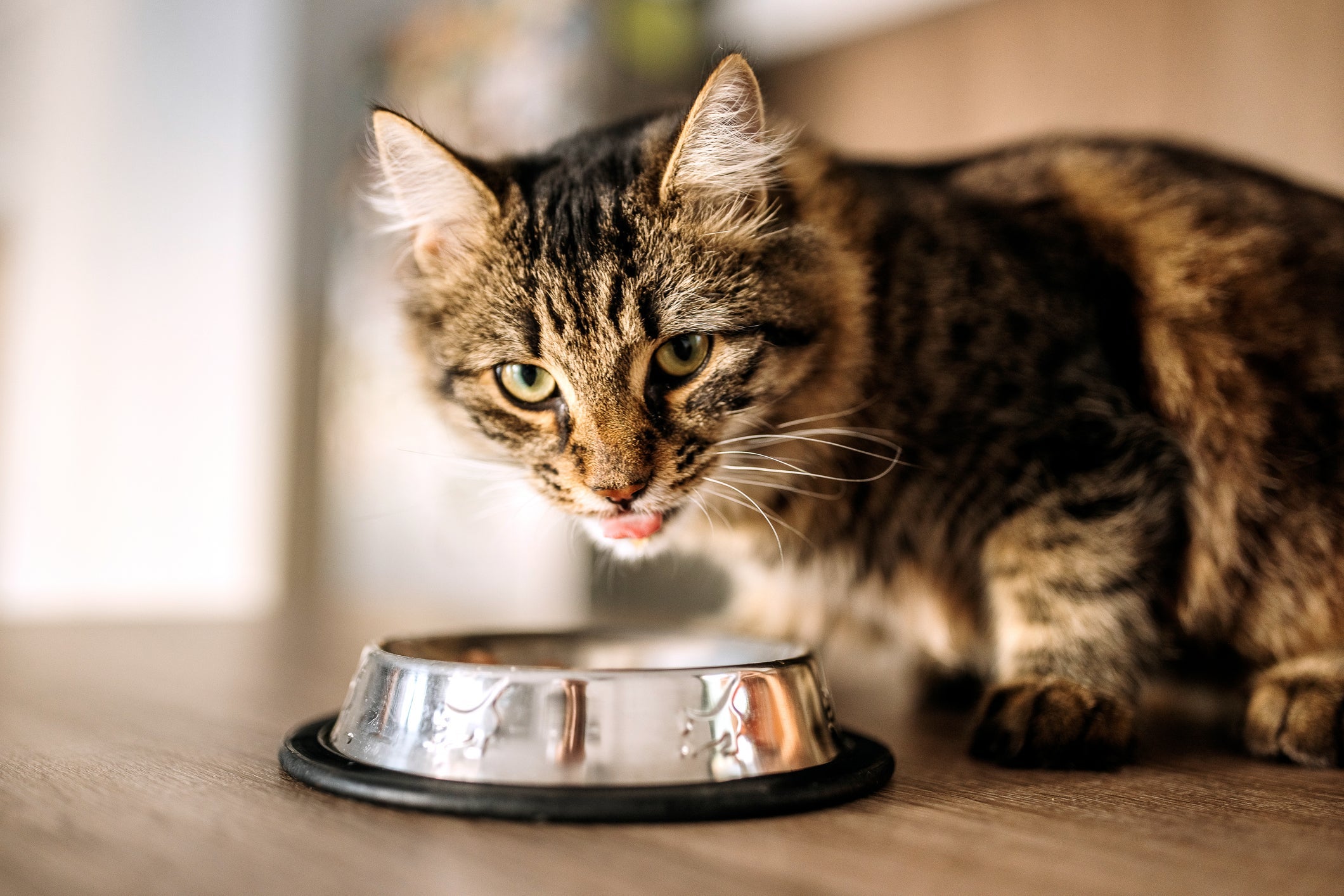 A ração para gato idoso ajuda a prevenir uma série de doenças 
