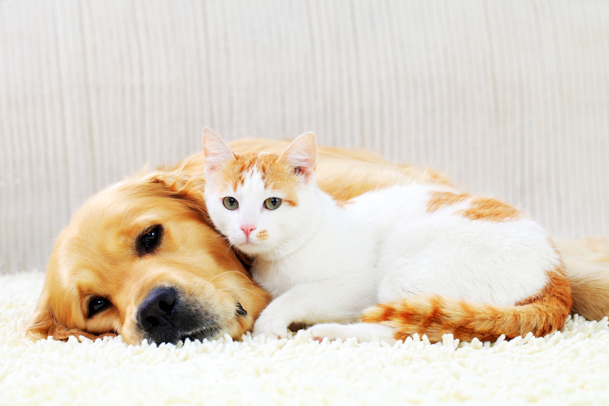 Sites de adoção de cachorros e gatos facilitam a vida do adotante