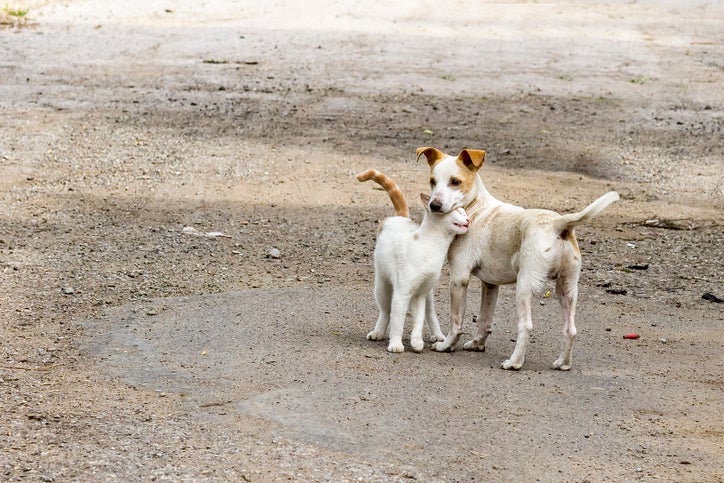 As zoonoses que afetam cães e gatos merecem a atenção de toda a população