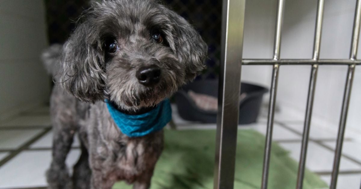 O hotel para cachorro é uma opção para animais sociáveis