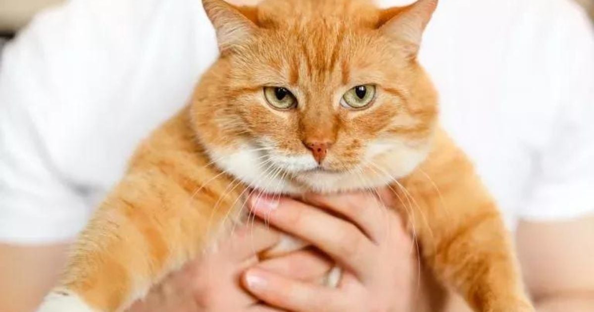 Os nomes para gatos laranjas podem refletir a pelagem do pet