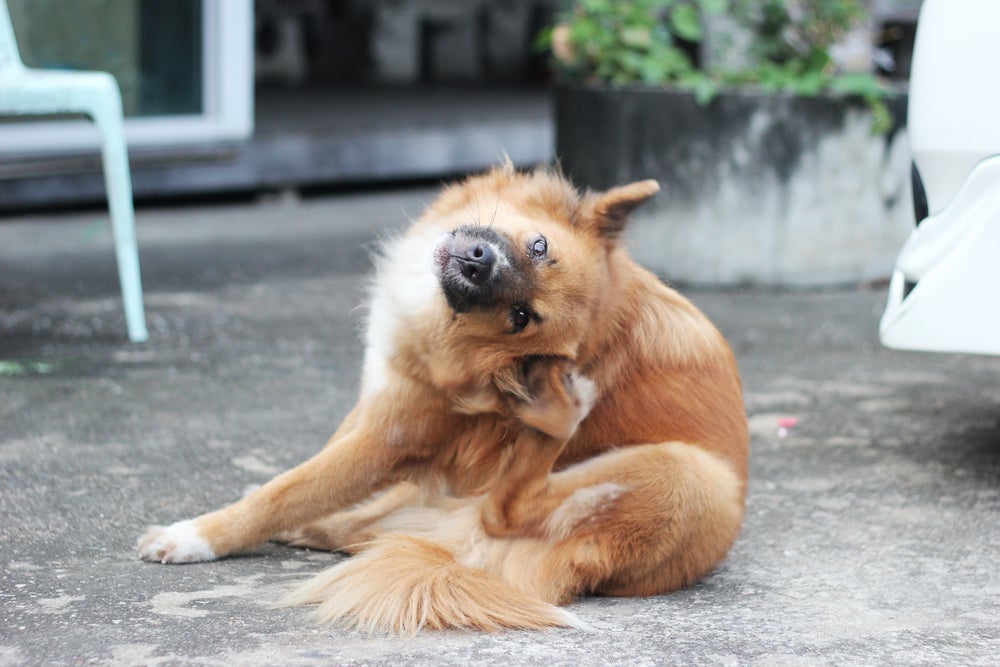 A otite canina e a sarna de ouvido causam coceira intensa no ouvido do animal