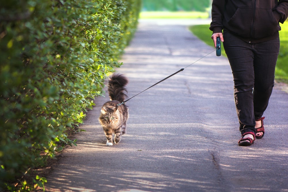Passear com gato deve ser um momento relaxante, por isso, não force o animal