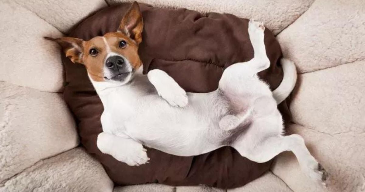 Conheça tudo sobre o pênis de cachorro, desde a anatomia até as doenças mais comuns