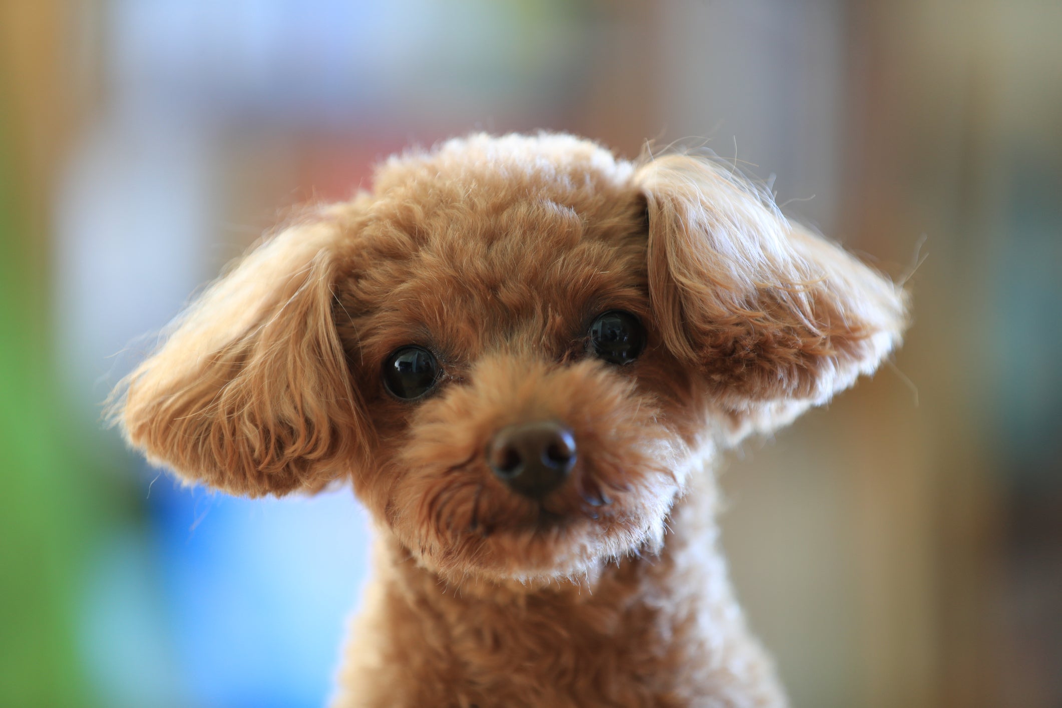 Poodle: pelo liso não é uma característica natural da raça 