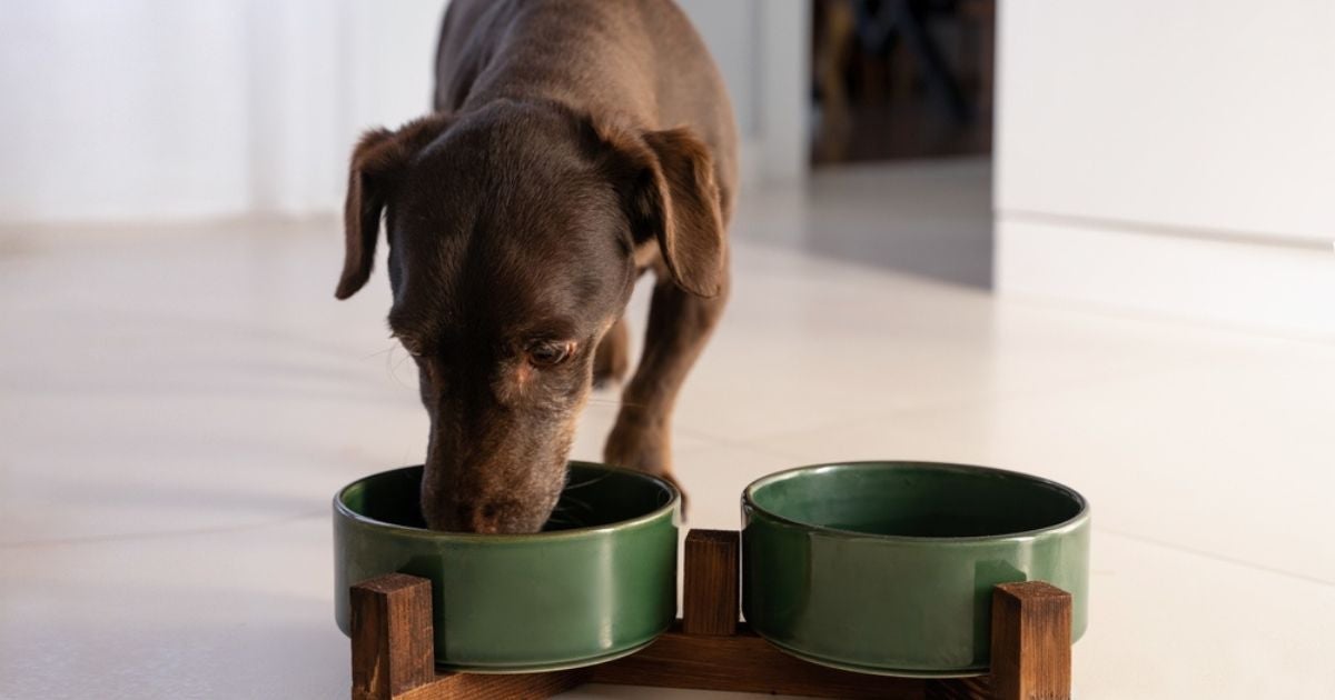 Até pode dar sachê para cachorro todo dia, mas é importante ficar atento a alguns detalhes