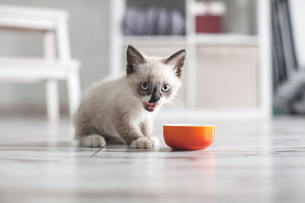 Oferecer sachê para gatos filhotes é uma prática benéfica e nutritiva