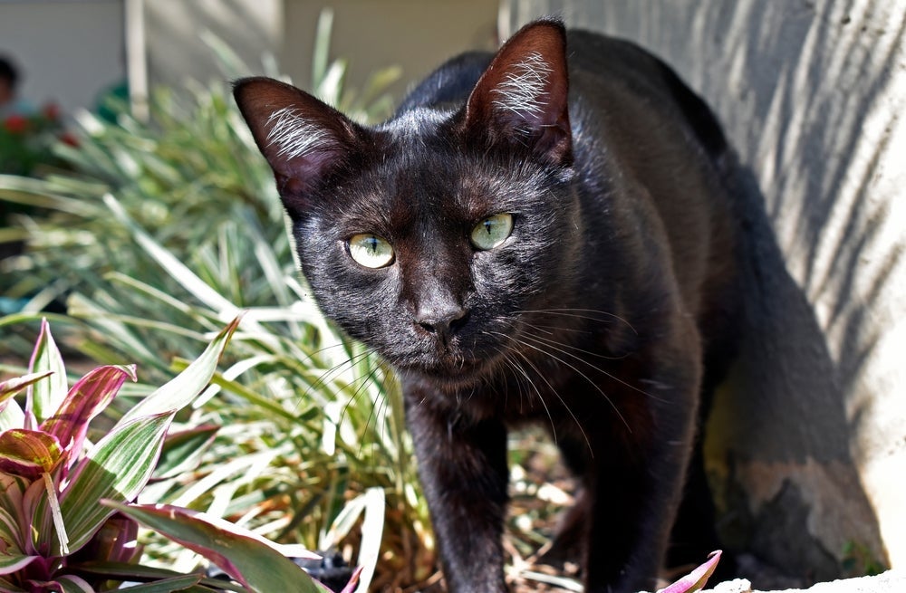  A sarna em gatos tem cura e precisa ser tratada corretamente