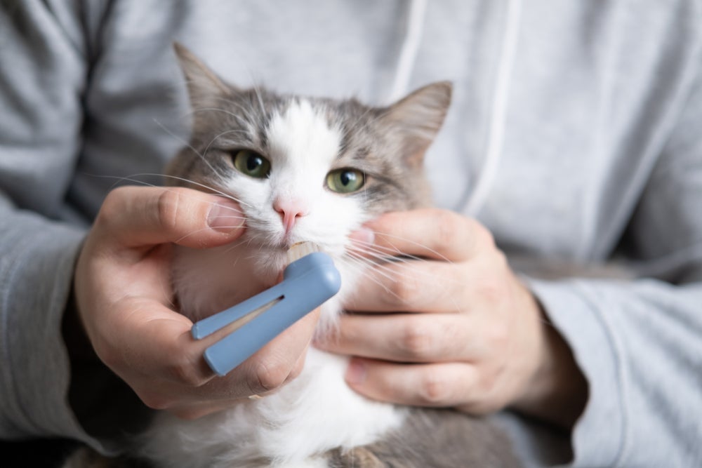 Escovar dente de gato adulto pode parecer um desafio, mas ajuda a prevenir doenças