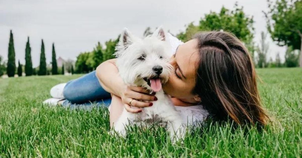 Descubra as vantagens de adotar ou comprar um cachorrinho